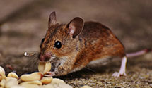 24 Hour & Emergency Exterminators in Paramus, NJ